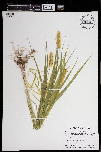 Setaria pumila image