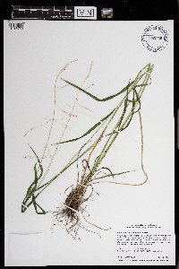 Festuca subverticillata image