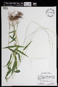 Brachyelytrum aristosum image