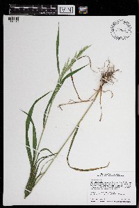 Cinna arundinacea image