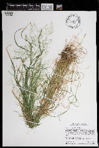 Agrostis perennans image