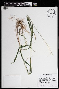 Elymus hystrix image