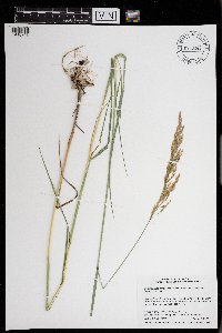 Calamagrostis canadensis image