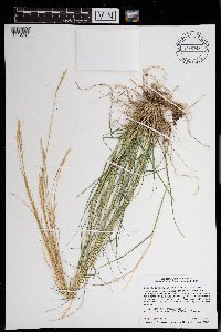 Danthonia spicata image