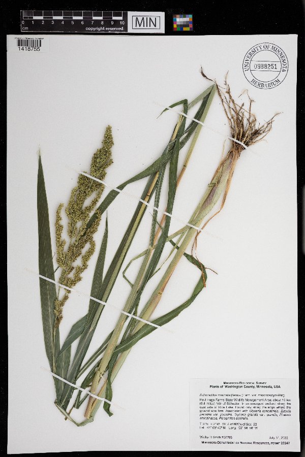 Echinochloa muricata image
