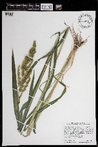 Echinochloa muricata image
