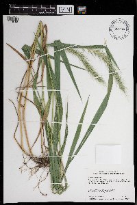 Elymus riparius image