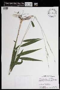 Brachyelytrum erectum image