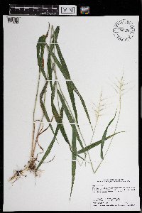 Elymus hystrix image