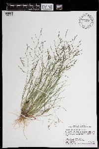 Eragrostis pectinacea image