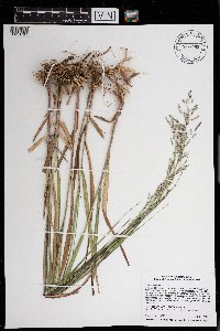 Panicum virgatum image