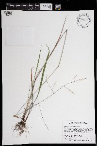 Festuca subverticillata image