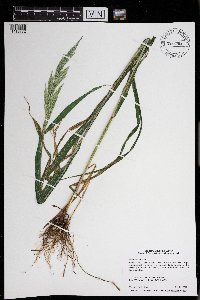 Cinna arundinacea image