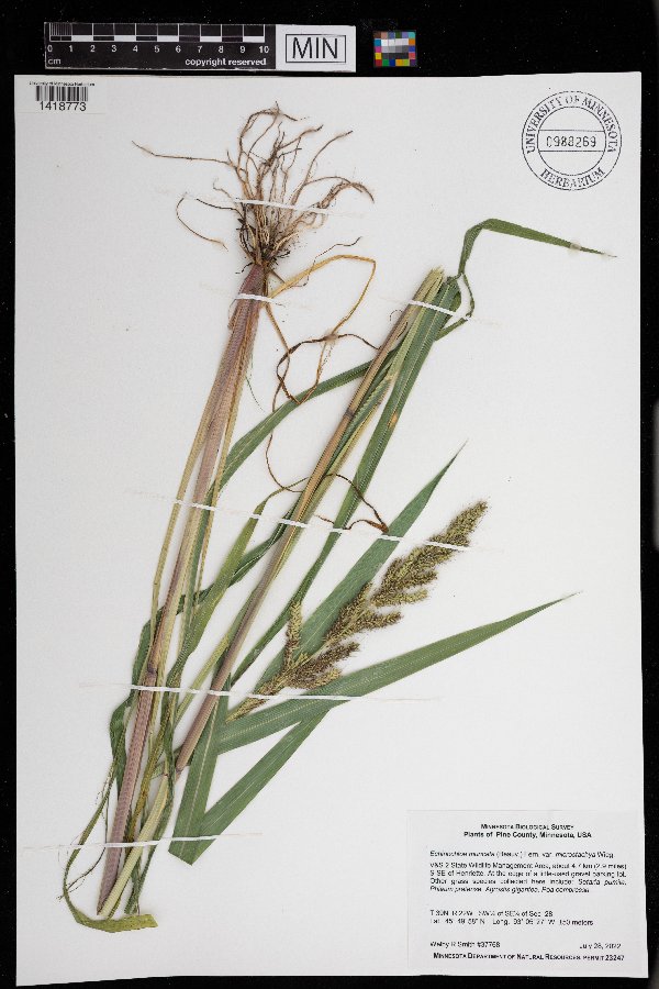 Echinochloa muricata image