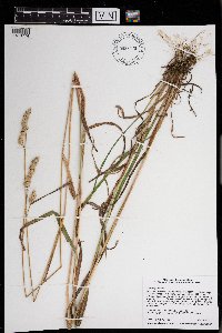 Dactylis glomerata image