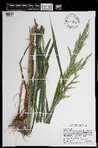 Cinna arundinacea image