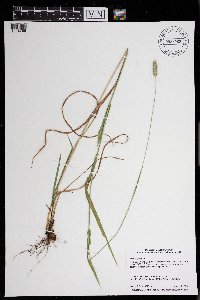 Phleum pratense image