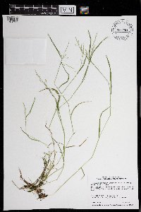 Torreyochloa pallida var. fernaldii image