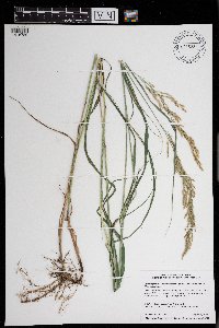 Calamagrostis canadensis image