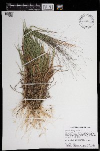 Digitaria cognata image