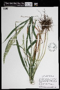 Cinna arundinacea image