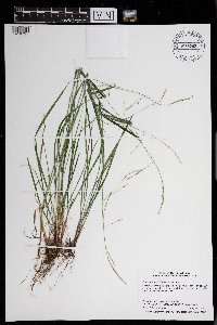 Festuca subverticillata image