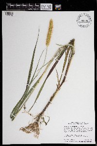 Setaria pumila image