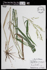 Leersia oryzoides image