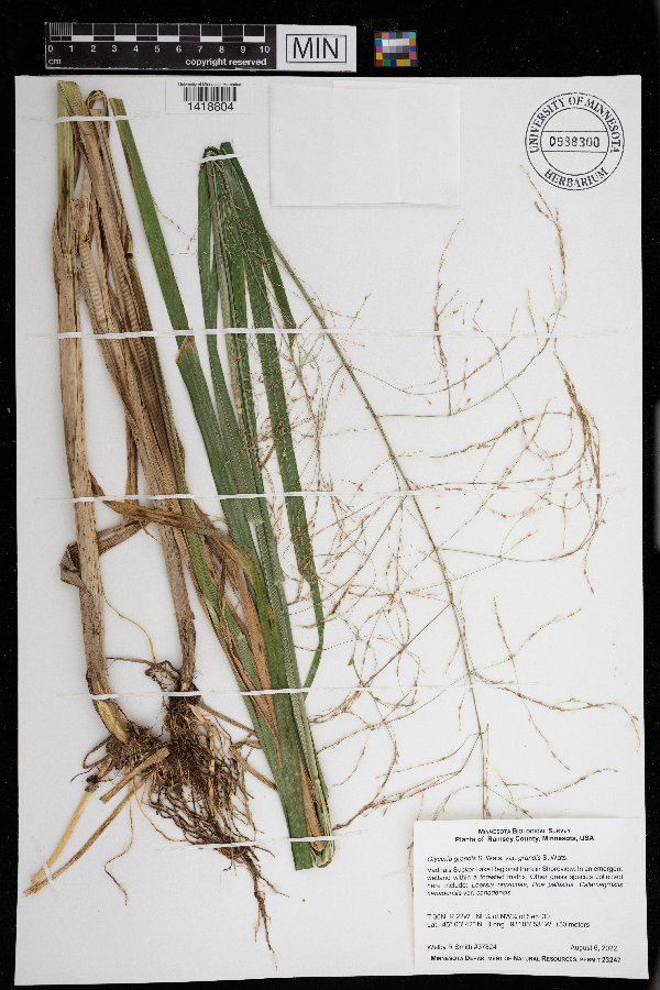 Glyceria image