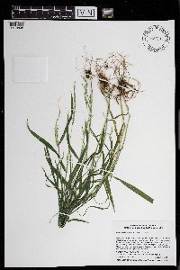 Cinna latifolia image