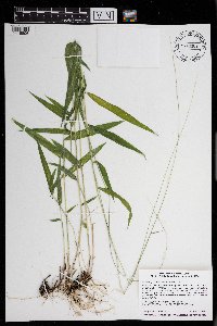 Brachyelytrum aristosum image