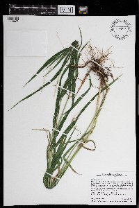 Elymus hystrix image