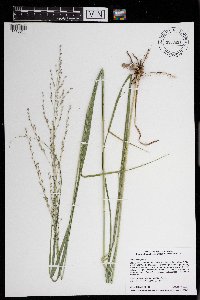 Panicum virgatum image