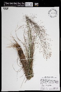 Eragrostis trichodes image
