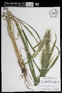 Echinochloa walteri image