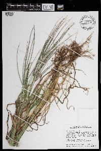 Digitaria sanguinalis image