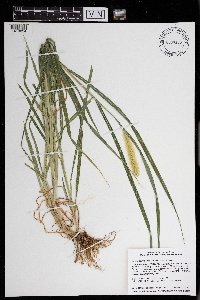 Setaria pumila image