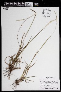Paspalum setaceum image