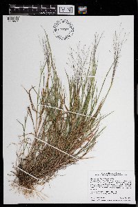 Digitaria cognata image