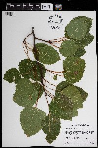 Populus grandidentata image