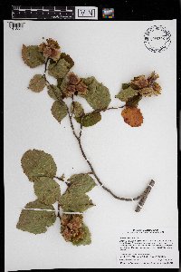 Corylus americana image