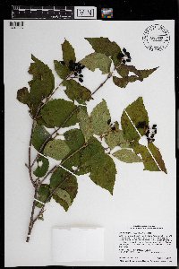 Viburnum rafinesquianum image