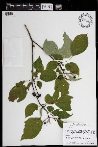 Cornus alternifolia image