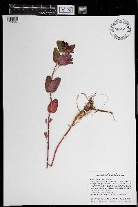 Triadenum fraseri image