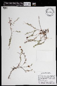 Vaccinium oxycoccos image