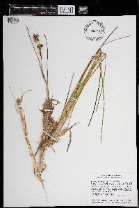 Scheuchzeria palustris image