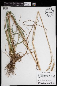 Dactylis glomerata image