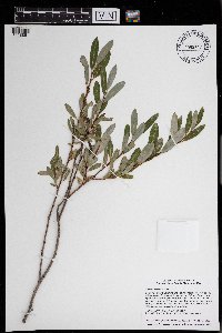 Salix pedicellaris image