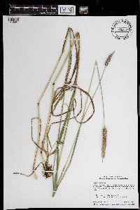 Phleum pratense image