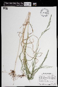 Muhlenbergia mexicana image